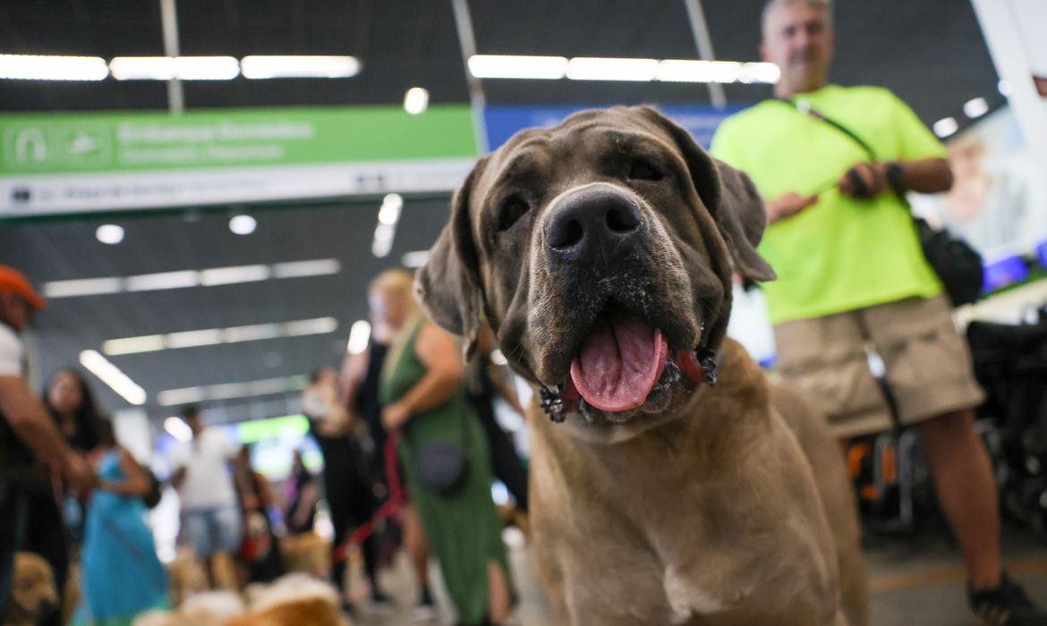 STF suspende lei sobre transporte aéreo de animais de apoio emocional 