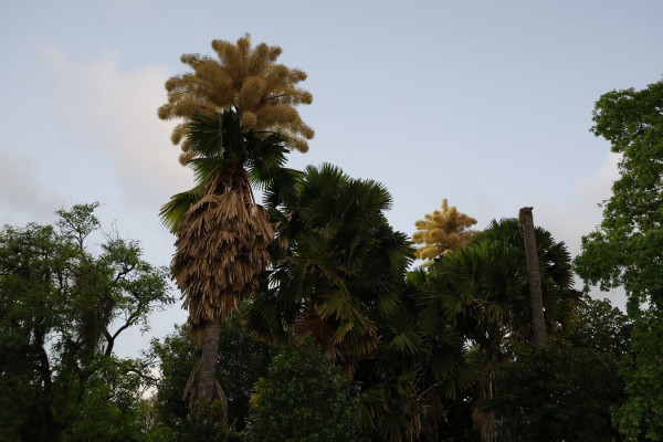 Palmeiras raras florescem no Parque do Flamengo após 60 anos  