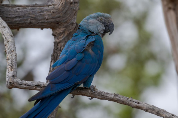 Ararinhas-azuis recapturadas testam positivo para vírus letal