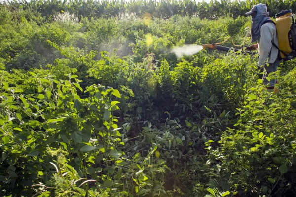 Campanha denuncia agronegócio por contaminações com uso de agrotóxicos