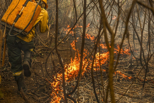 Governo lança painel inédito para rastrear gastos ambientais