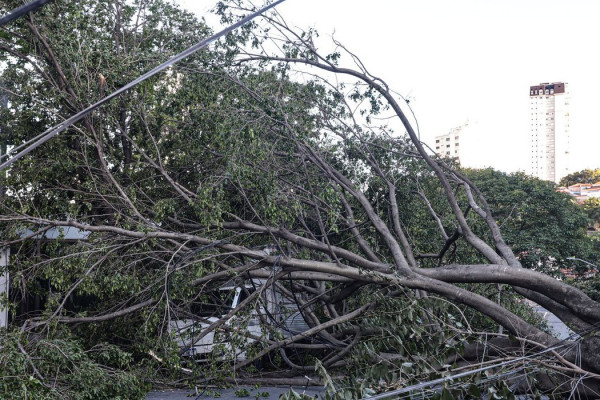 Defesa Civil de SP recebe 514 chamados por quedas de árvores