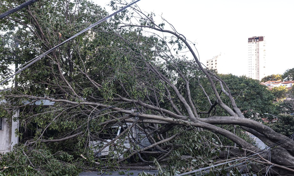 Defesa Civil de SP recebe 514 chamados por quedas de árvores