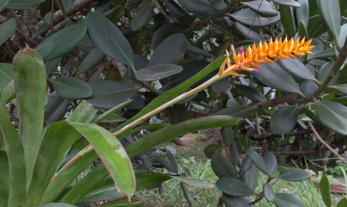 Espécie nova de bromélia floresce no Jardim Botânico do Rio
