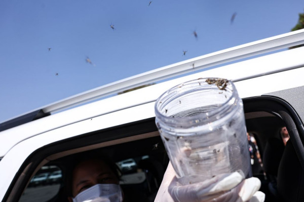 Saúde libera mosquitos estéreis para frear reprodução do Aedes 