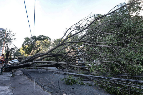 Queda de árvore provoca morte em Guarulhos, diz Defesa Civil