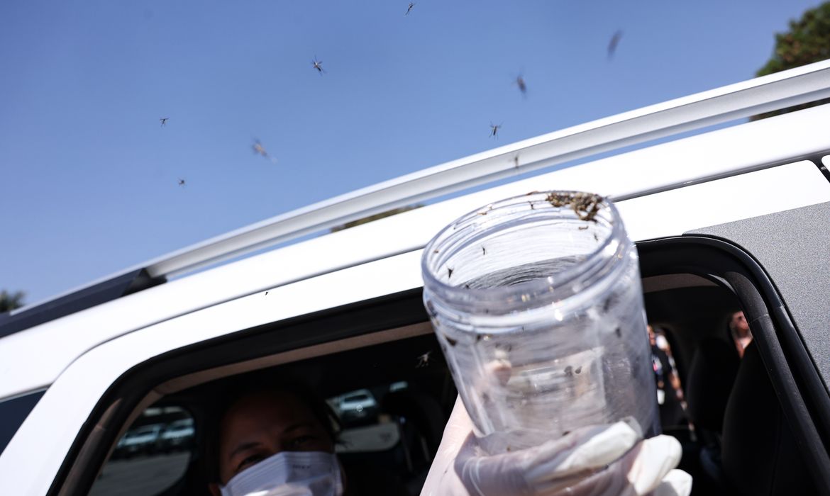 Saúde libera mosquitos estéreis para frear reprodução do Aedes 