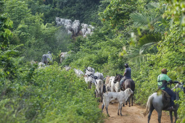 Operação em terra indígena no Pará resulta em mais um assassinato