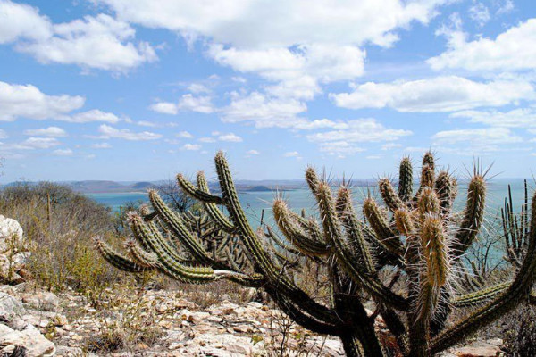 Ameaçada de desertificação, Caatinga terá área recuperada