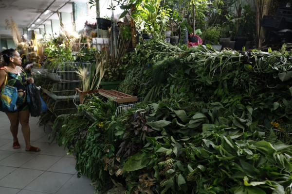 Erveiras se atualizam para atender a novas tradições de religiões afro