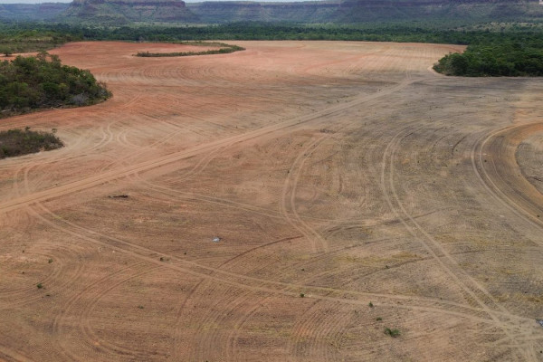 Exportadores de soja deixam acordo sobre desmatamento na Amazônia