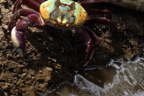 Calendário de defeso do caranguejo-uçá começa dia 18 próximo