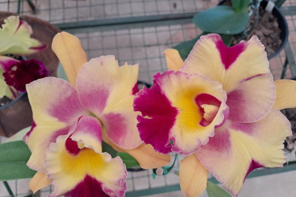 Festival de Orqu&iacute;deas