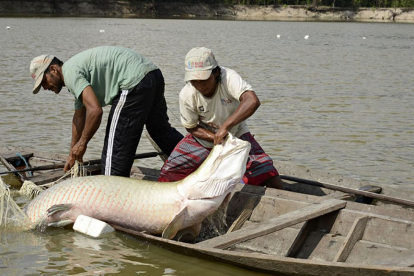 Pesquisa inédita com genoma protege espécies de peixes da Amazônia