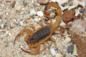 Veneno inoculado por escorpiões representa um grave risco à saúde