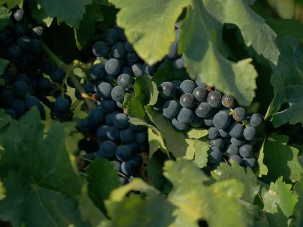 Documentário sobre cultura vinícola no país tem exibição na TV Brasil