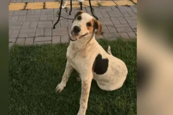 Cachorro comunitário Abacate é morto por um tiro no Paraná