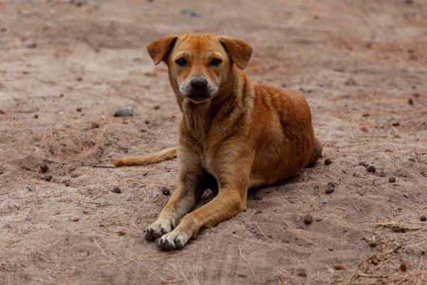 Vira-lata caramelo se torna expressão cultural de São Paulo