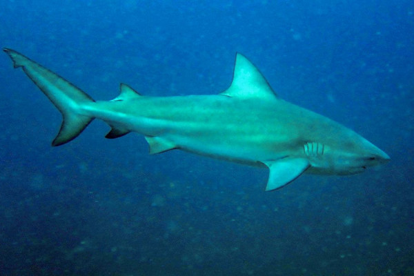 Tubarão-cabeça-chata é provável espécie que atacou garoto em Olinda