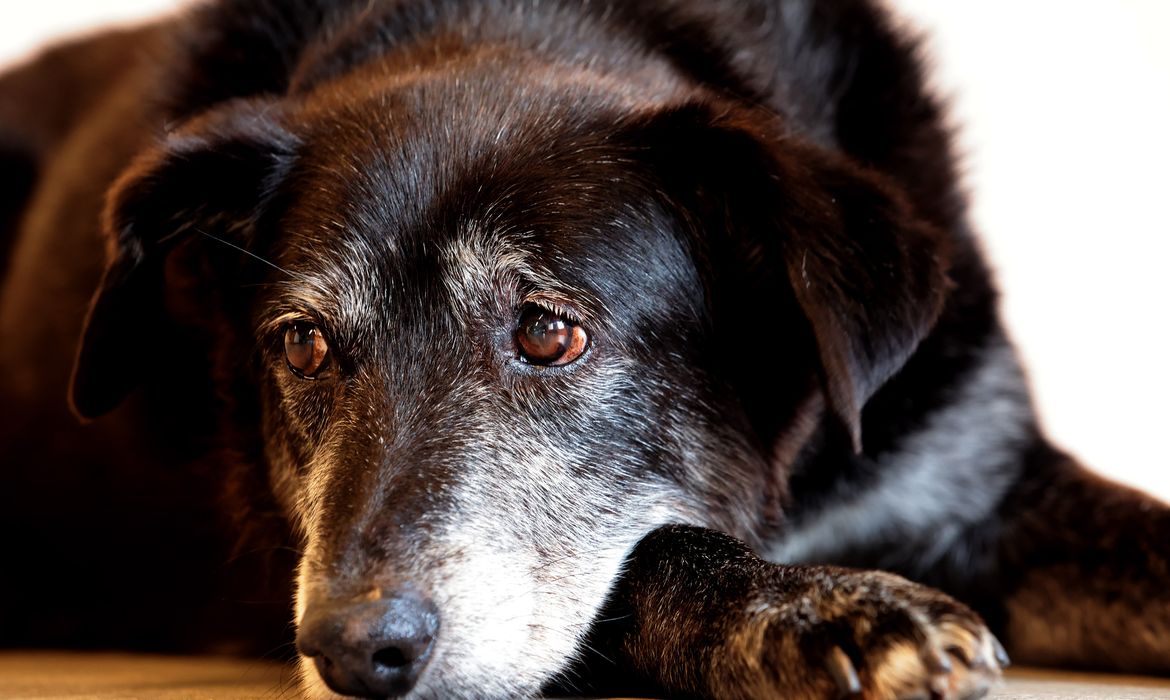 Justiça condena lojista a 5 anos de reclusão por maus-tratos a cães