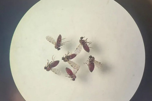 Estudo explica diferença de sintomas entre febre do Oropouche e dengue