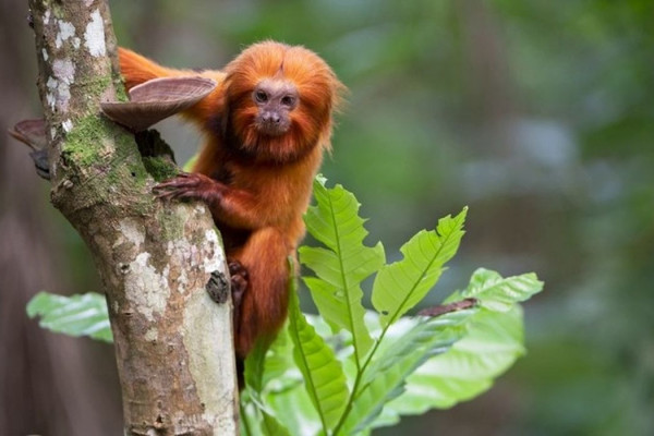 TV Brasil apresenta maratona de série sobre animais em extinção