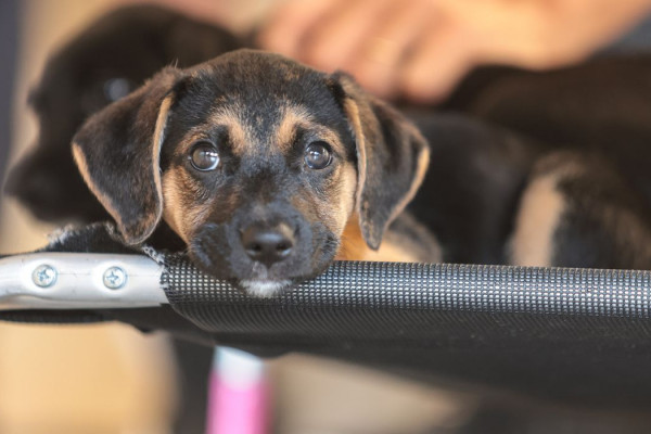 Saiba como educar crianças e adolescentes para respeitar os animais