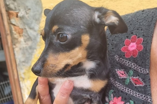 Cachorros maltratados