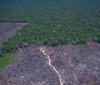 Amazônia Legal: desmatamento prevalece em torno de áreas protegidas