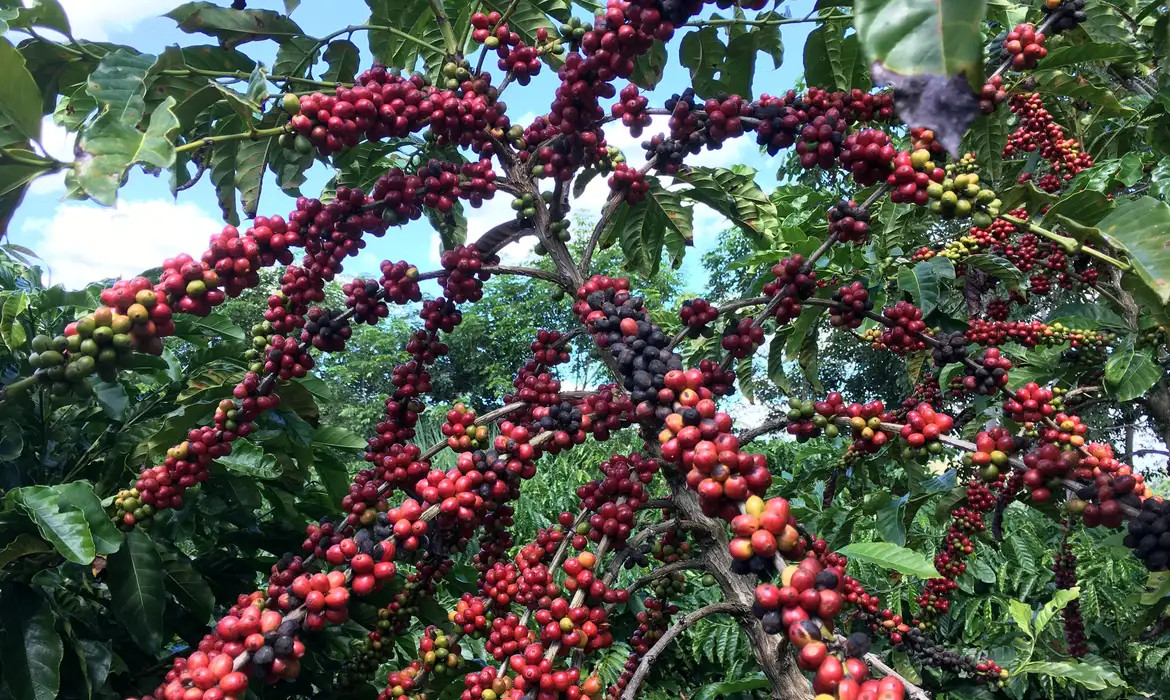 Conab prevê colheita recorde de café com crescimento de 17,1% em 2026
