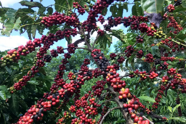Conab prevê colheita recorde de café com crescimento de 17,1% em 2026