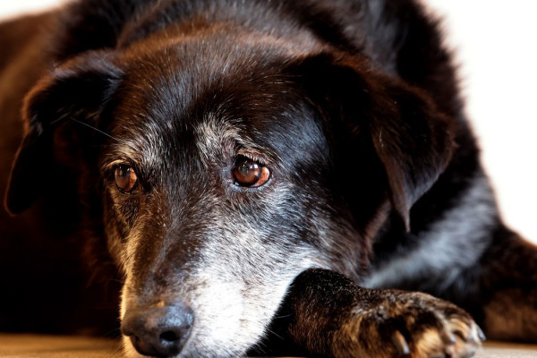 Rio ganha Núcleo de Proteção e Defesa dos Animais