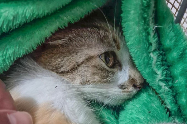 Mulher é presa após arremessar gata do 12º andar de prédio em Curitiba