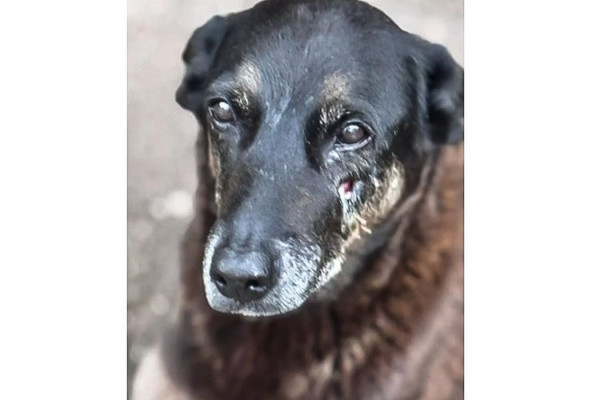 Polícia quer apreender passaporte de envolvido na morte do cão Orelha