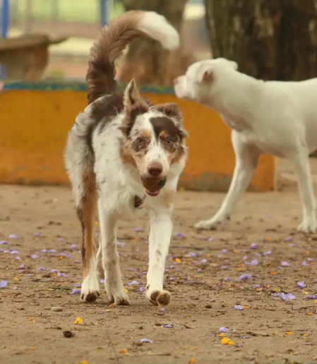 Exposição a multidões no carnaval traz riscos à saúde dos animais