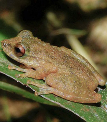 Nova espécie de perereca é descoberta no Cerrado mineiro