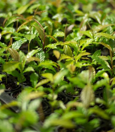 Mata Atlântica: de bioma devastado a exemplo de restauração florestal