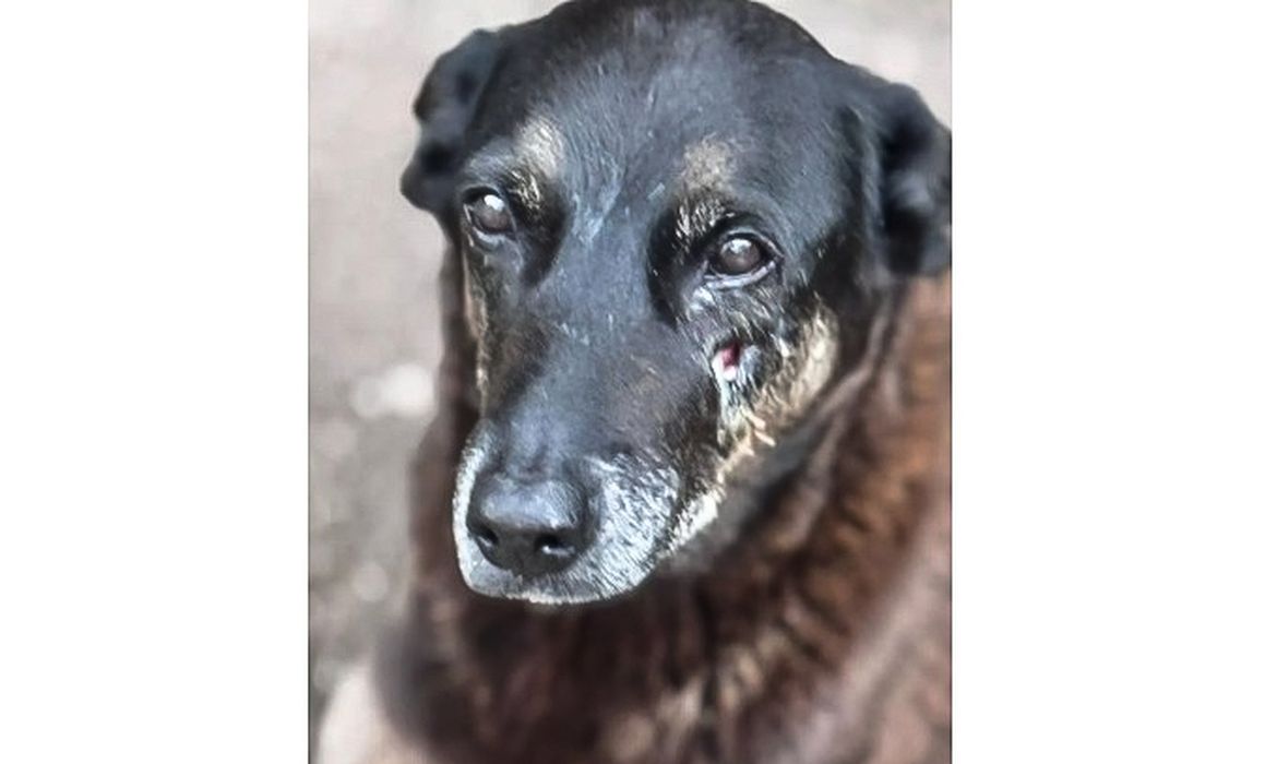 Hospital veterinário municipal passa a funcionar 24 horas em São Paulo