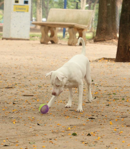 Estatuto dos Cães e Gatos prevê penas para quem maltratar animais