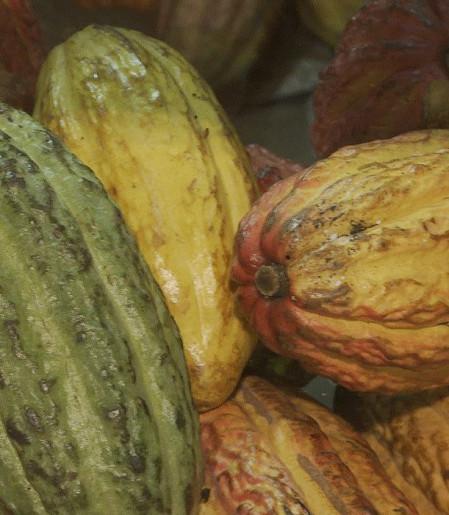 Governo suspende importação de cacau da Costa do Marfim