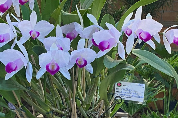 7&ordm; Festival de Orqu&iacute;deas e Suculentas 