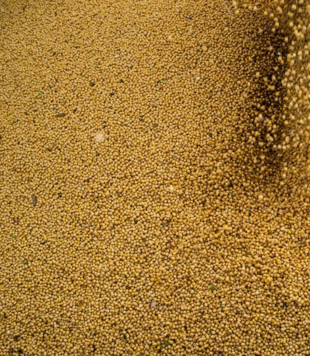 Agro cresce 11,7%, impulsiona PIB e ganha participação na economia