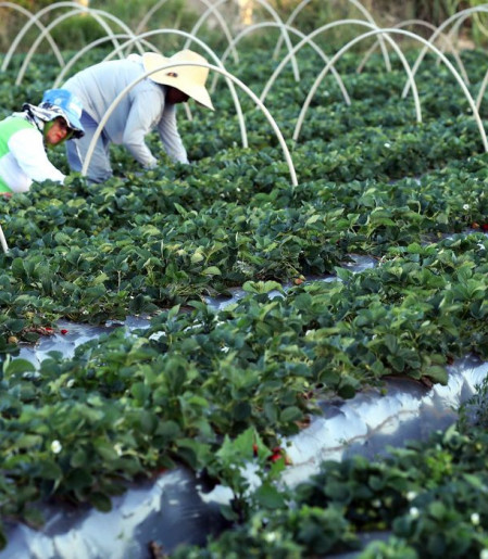 Canal Gov destaca agricultura familiar no novo programa Campo da Gente