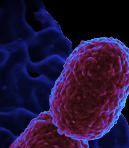 Hospital em Campinas restringe atendimento para conter superbactéria