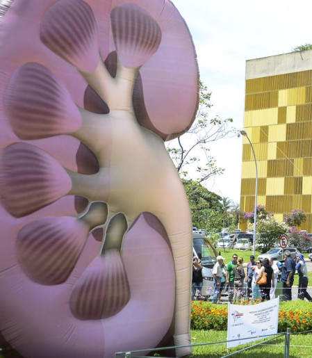 Dia Mundial do Rim: doenças renais são silenciosas e exigem atenção