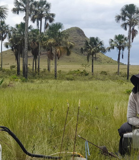 Estudo indica que Cerrado pode armazenar mais carbono que Amazônia