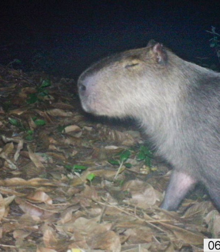 Capivara é agredida na zona norte do Rio e autores são presos