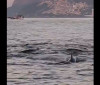 Golfinhos encantam banhistas no Rio e indicam boas condições de praia