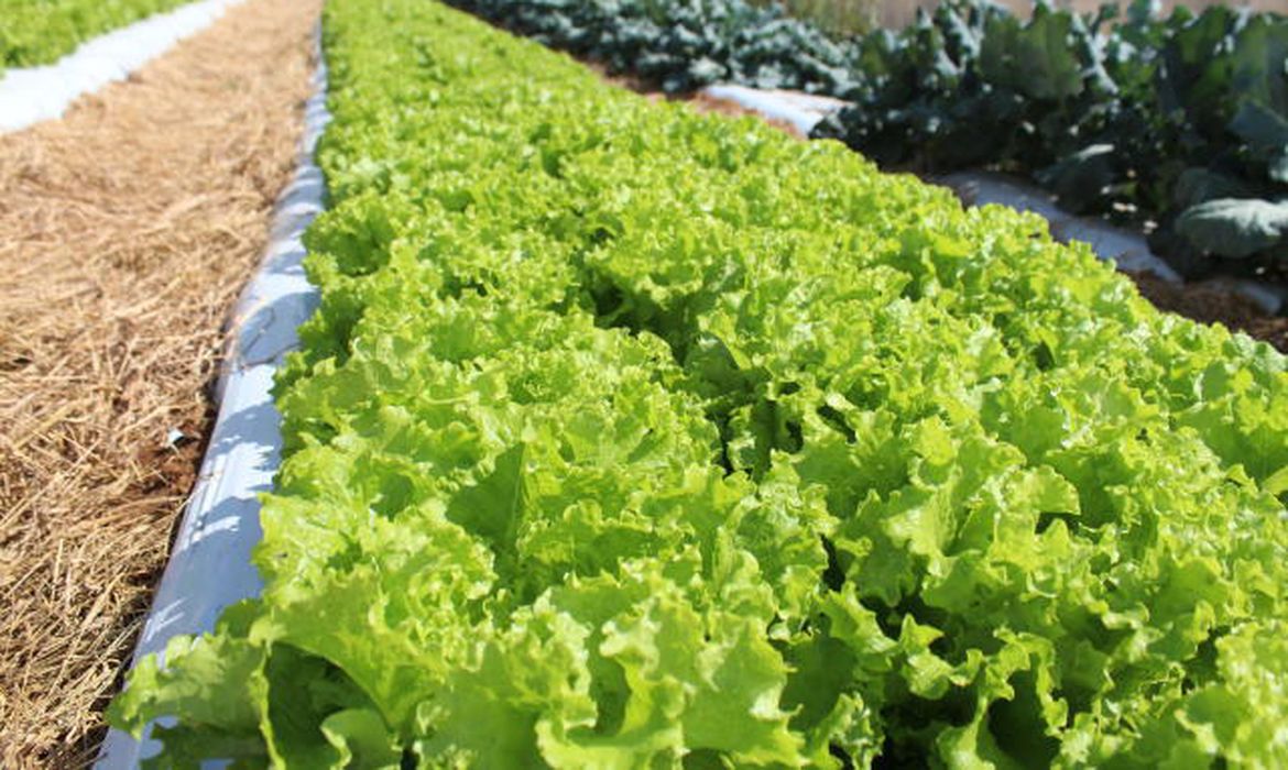 Embrapa inaugura Unidade Mista de Pesquisa e Inovação em Mato Grosso