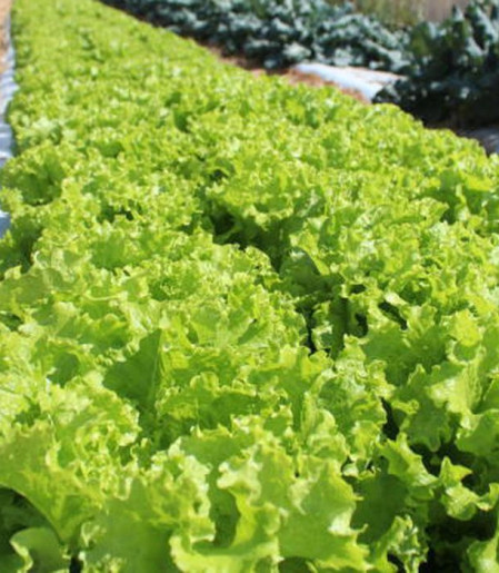 Embrapa inaugura Unidade Mista de Pesquisa e Inovação em Mato Grosso